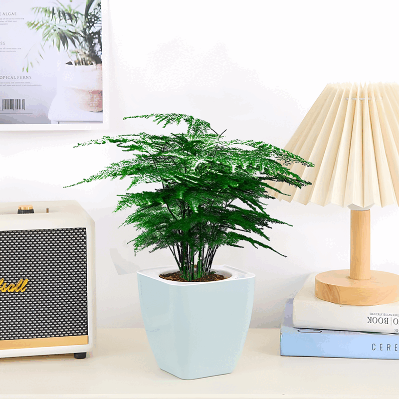 ������ ��ֲ���԰칫���������ڸ߶�ˮ�౱ŷ�緢���������������ͷ� ���񡾵���С����ˮ�衿