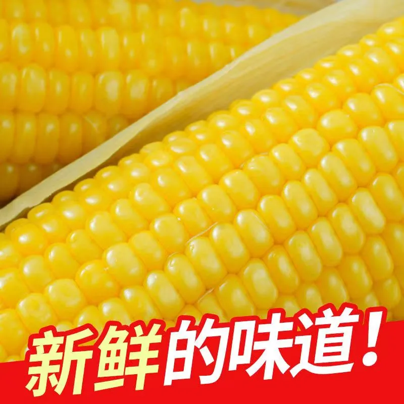 内蒙古巴彦淖尔沙漠甜糯玉米新鲜糯玉米真空包装非转基因蒸煮 220克*10根
