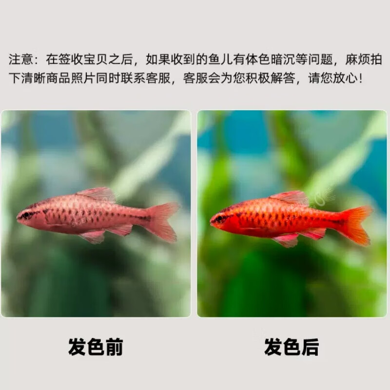 桐汝壁長尾櫻桃燈魚短尾紅玫瑰燈魚活體小型燈科魚熱帶觀賞魚漁場 1.5cm未發(fā)色 10條起