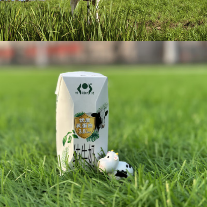绿健徐州老牌乳业特产绿健3.8蛋白牛奶礼盒装 配料表只有生牛乳 3