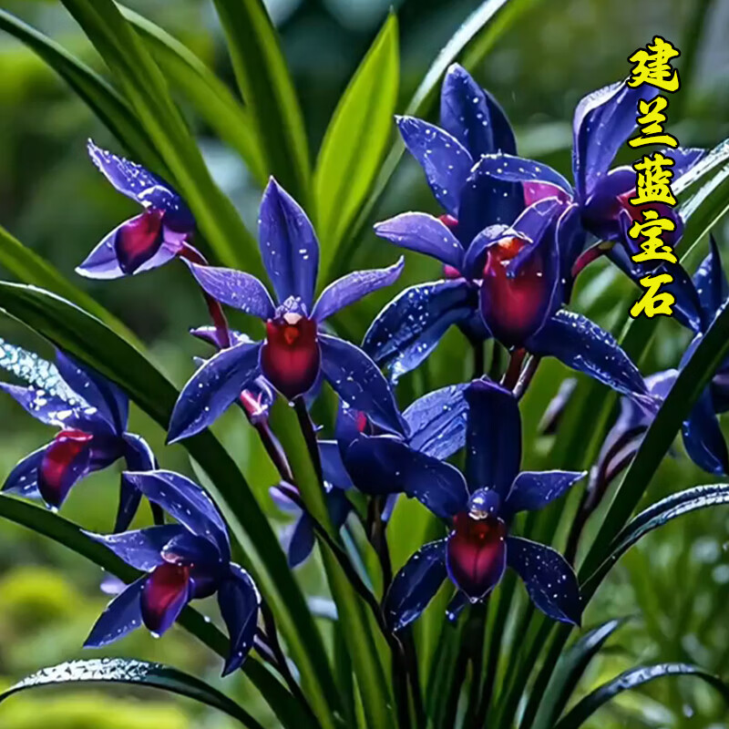 劉閣蘭花超香建兰四季兰当年开花壮苗满屋飘香室内四季常青花卉盆栽草 5苗连体【变异蓝宝石】带黑色兰盆