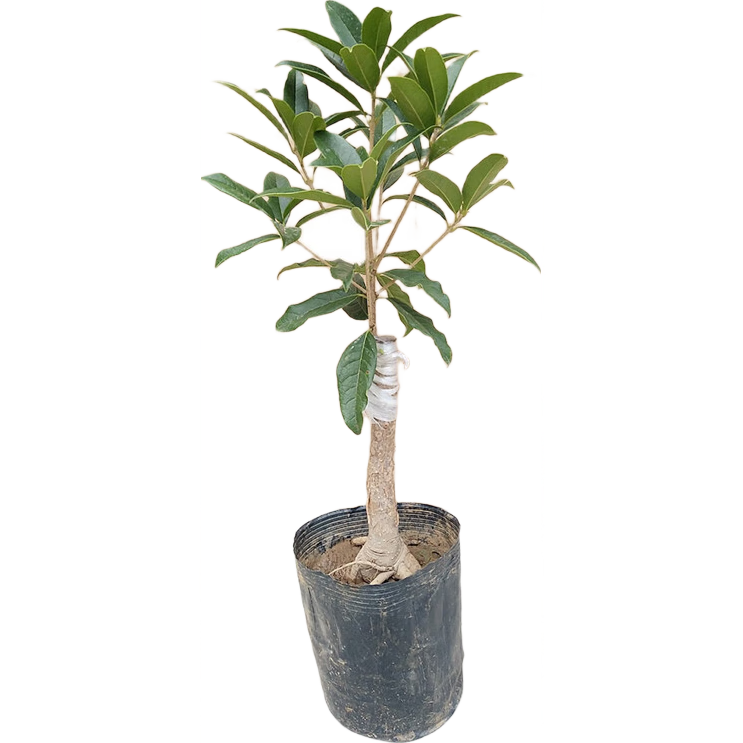 ͨ�������ͥԺ���������ļ�����Ũ����/ԭ����3����1��Դͷֱ�� 49.71Ԫ��3��(��16.57Ԫ/��)