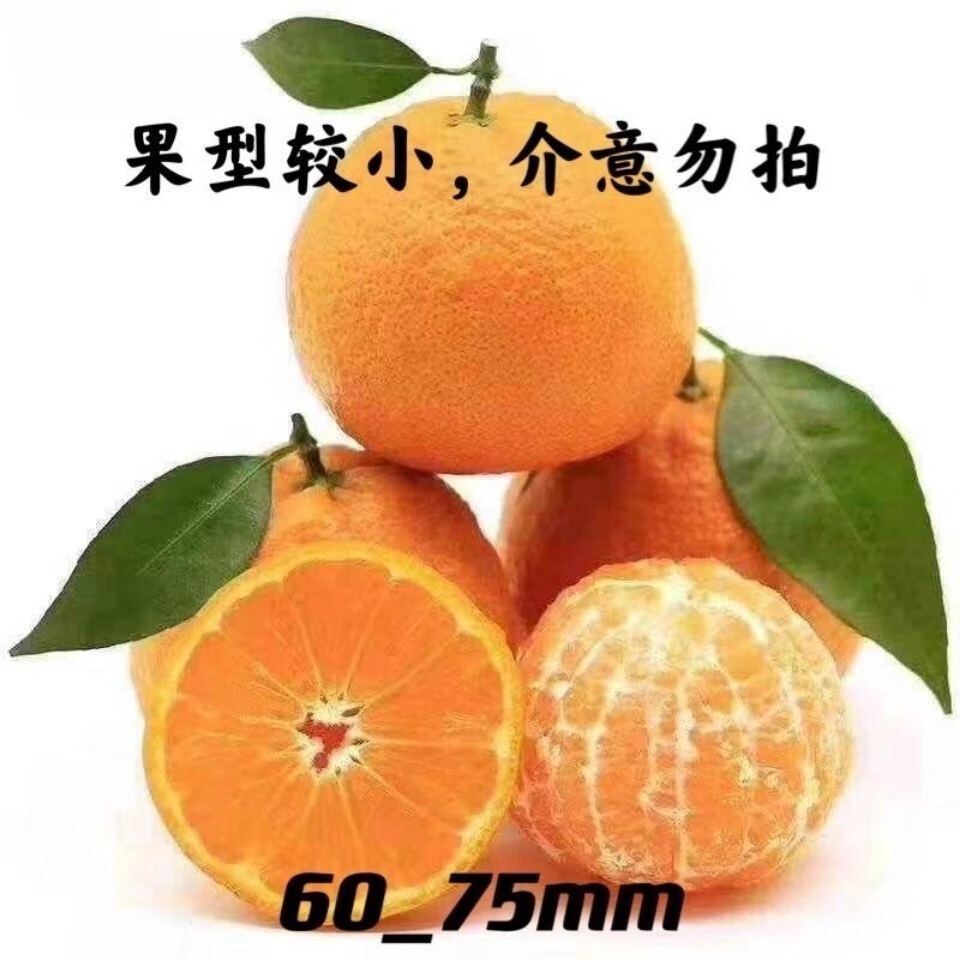 松林美果四川越丑越甜的黄果柑丑橘子新鲜应季孕妇水果 净重8.5斤中大果【黄果柑】