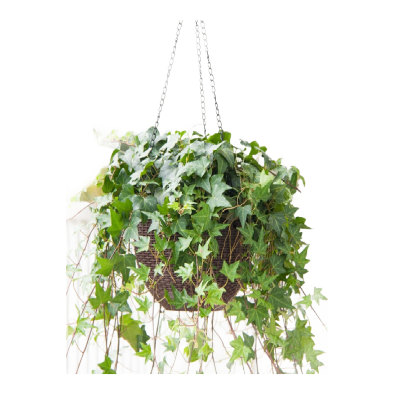 ���� ���������Դ�����������̨������������ˮ����ֲ������ 165#����(�ٳ�30~50cm)��1��  ����