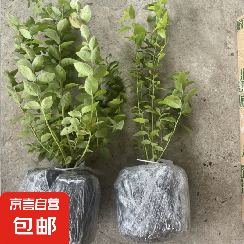 ��ݮ�������Դ����������ϱ�����ֲ�����ش���̨�����統���� 3����ԭ����3-5��֧Լ30cm��