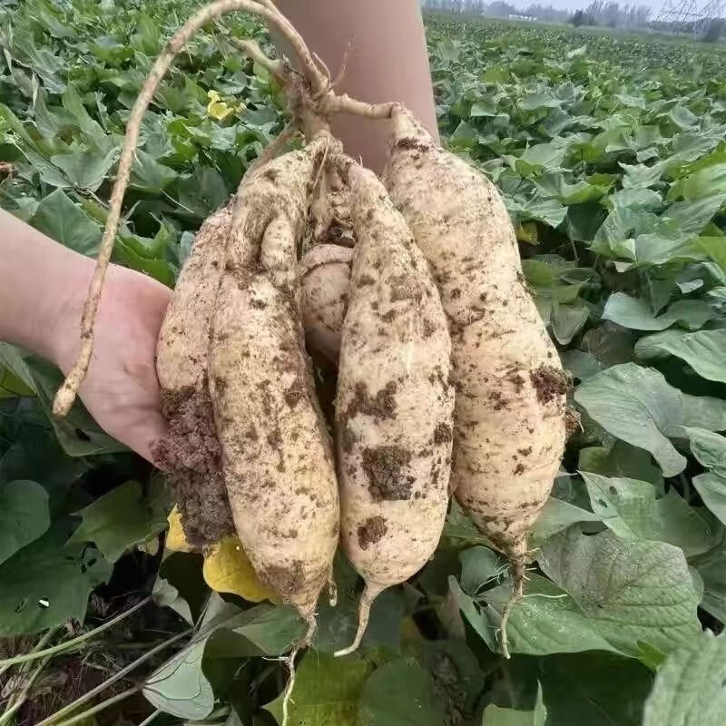 潮汕正宗白皮黄心鸡蛋黄板栗红薯现挖现发产地直销爆皮香甜粉糯鲜 5斤【中果】净重 商超品质