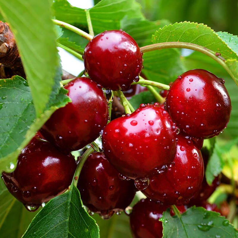 鲁禧山东大樱桃 国产车厘子樱桃水果 新鲜水果时令生鲜 孕妇水果 3斤(净重) 【性价比之王】精品单果24-26mm