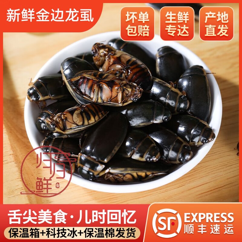速冻金边龙虱射尿龟水鳖虫吃鱼鳖老鳖盖水龟子水甲虫濑尿龟水蟑螂