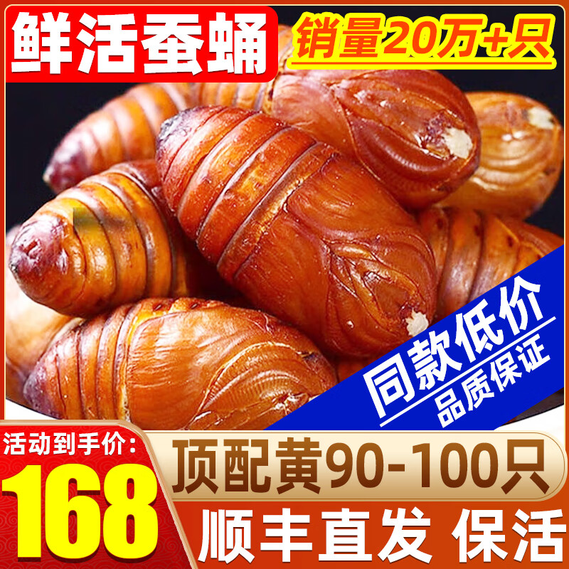 辽梦【销量20万+只】蚕蛹鲜活发货东北特产 新鲜茧蛹特级大黄蚕蛹蝉蛹 大黄大号丨净重1000g【90-100只】更划算