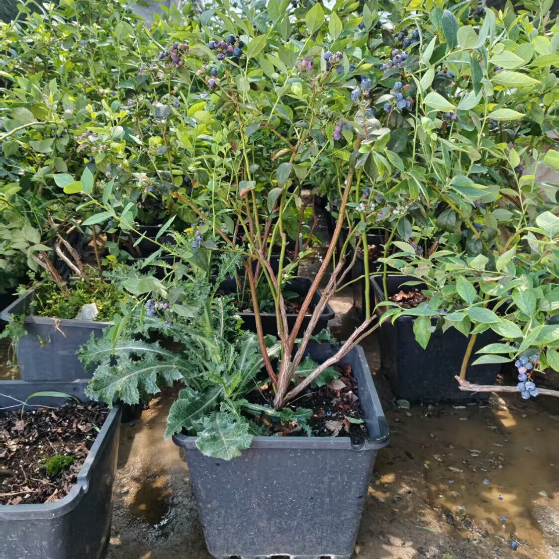 语墨l25蓝莓树苗盆栽阳台庭院适合南北方种植f6蓝莓苗特大果高产耐寒 带果发货1盆