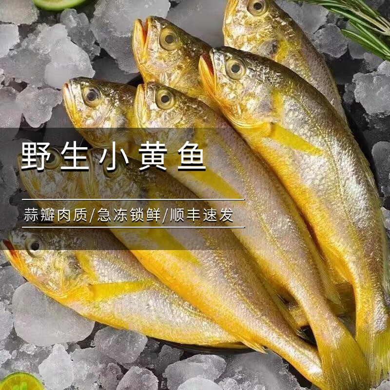 蕓鮮曦野生小黃魚 東海深海捕撈燒烤食材小黃花魚冷凍生鮮魚類 海鮮水產(chǎn) 東海小黃魚 10條/包 450g