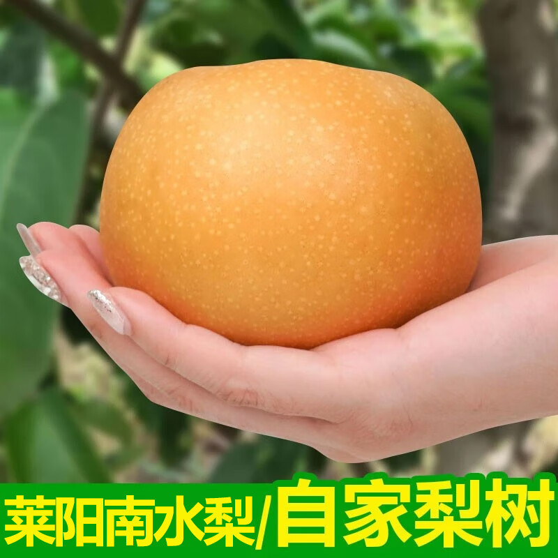 泽华果品山东莱阳南水梨 脆甜多汁当季新鲜水果整箱源头直发包邮 南水梨4.5斤-5斤7-9个果源头直发