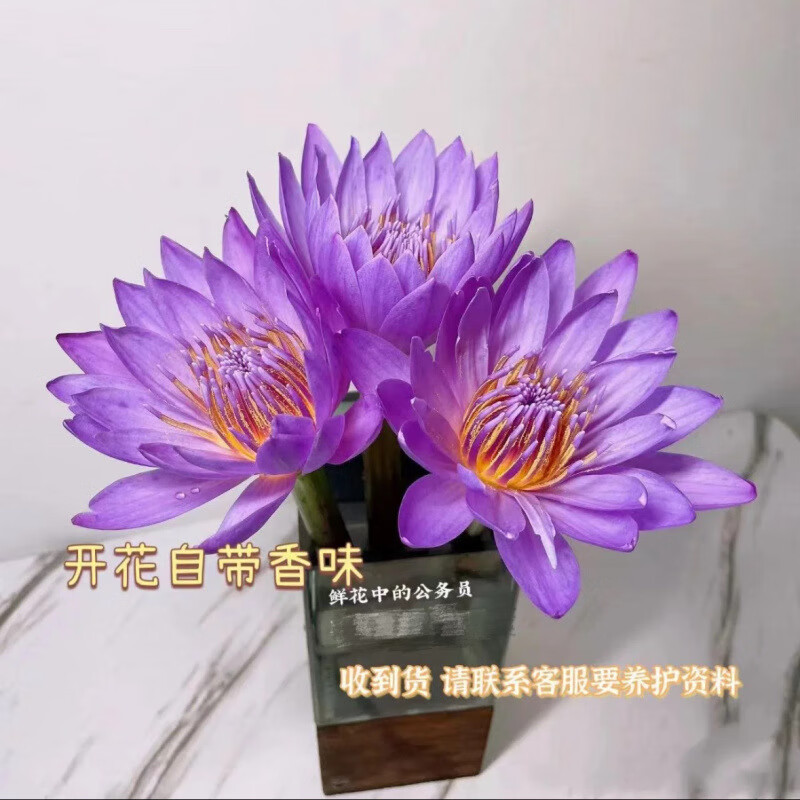 10֧��ɫ ˯���ʻ���ˮ���������ڲ廨 �����ʼۡ���ɫ˯��5֧ ������ƿ