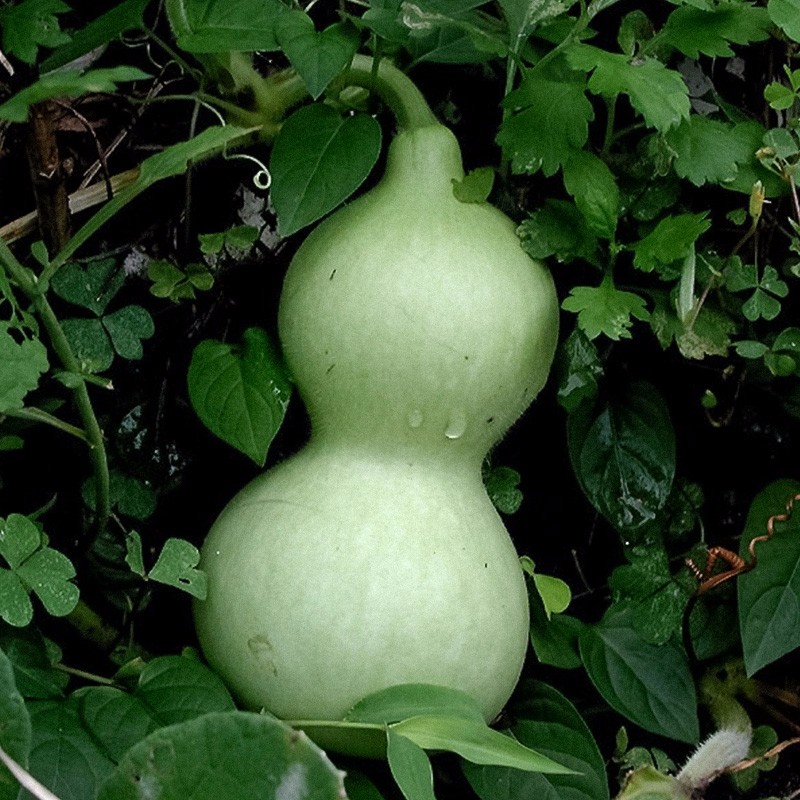 寿禾 葫芦种子大全特大文玩手捻水瓢瓜食用迷你巨型特小把玩春冬季 大
