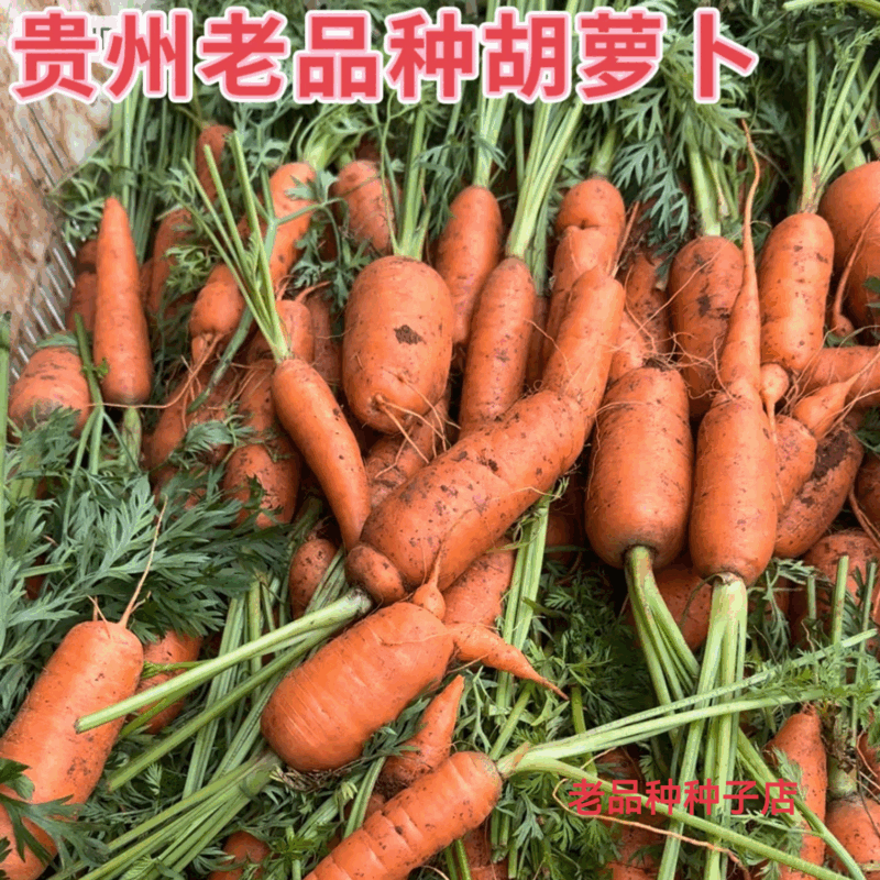 旺園興可留種老品種紅胡蘿卜農家水果蘿卜籽夏秋季庭院種植蔬菜種孑 老品種胡蘿卜種子1000粒