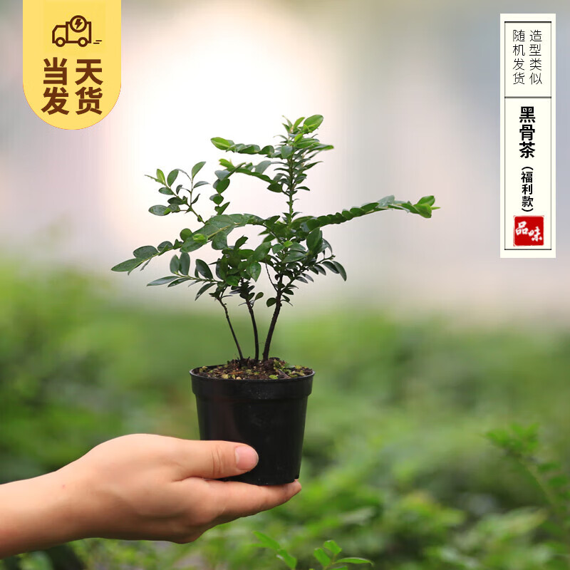 ��ʱ�� ����С������ֲ�ز��� СҶ����쾰΢����ֲ���辰Դͷֱ������ СҶ��̴��С�磩