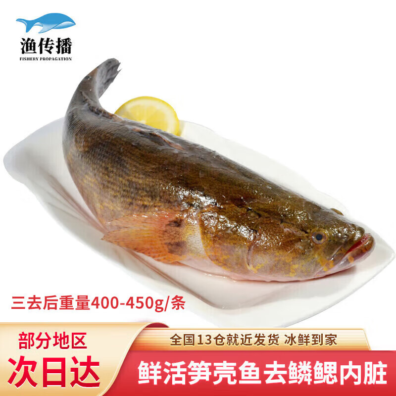 漁傳播海南冰鮮三去東星斑  海鮮魚(yú)類(lèi) 冰鮮筍殼魚(yú)(去鱗去腮去內臟)