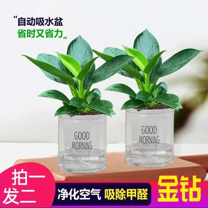 金钻公主室内净化绿植空气办公室四季常青懒人盆栽甲醛植物客厅 新款【】2颗吸毒王+早安透明盆