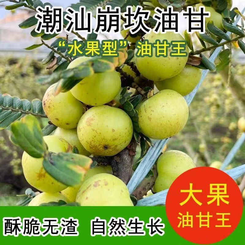 【潮汕大妈】正宗潮汕油甘新鲜油柑果余甘牛甘果孕妇水果橄榄柿饼 1斤【生吃回甘】不泡药水