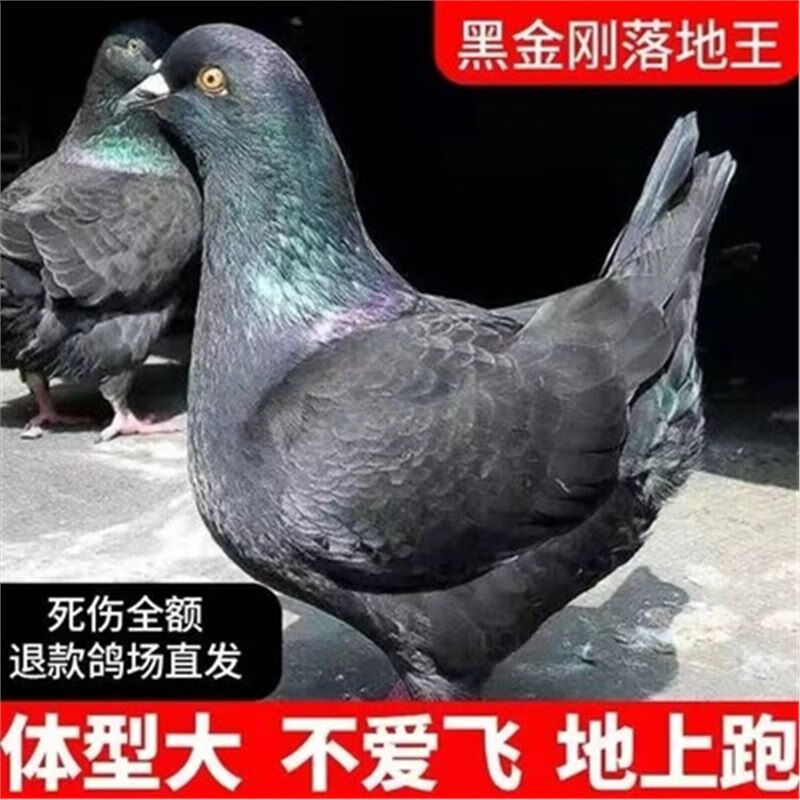 鸽子活一对纯种落地王特大型元宝鸽公母活体黑金刚种鸽子肉鸽活物