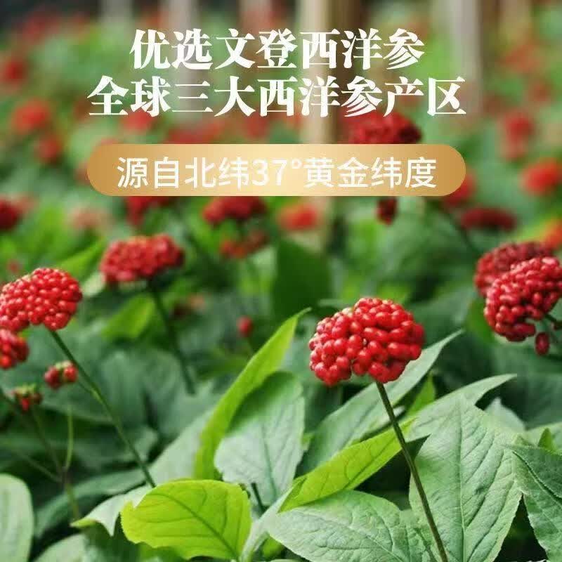 正宗山东文登西洋参浓缩液无糖原浆口服饮品礼盒杨静静固青堂同款 【3盒90支】文登西洋参浓缩液