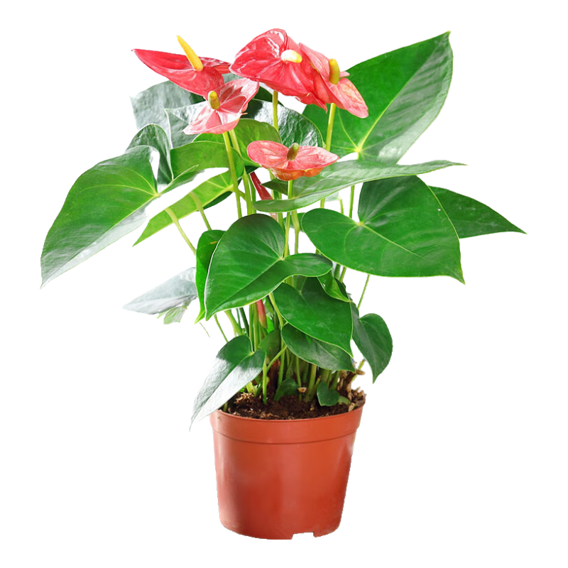 ����֮�����һ����˳����ֲ�����ڻ��ܺ����������ˮ���ļ�������ֲ ����40-50����2-3�� ���� 19.8Ԫ