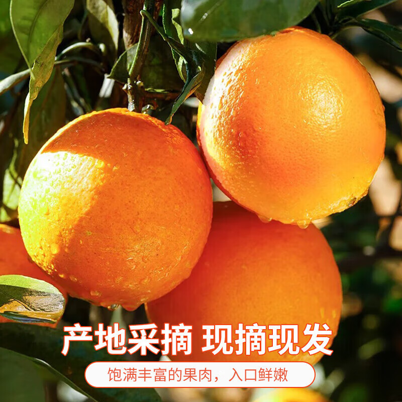 集年鲜广西武鸣沃柑新鲜采摘现摘生鲜水果年货送礼 沃柑净重10斤(70-75mm)