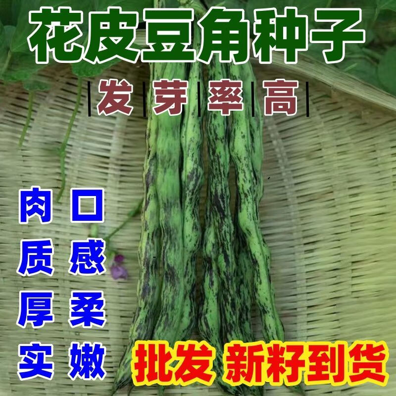 弯钩油豆种子 东北油豆角种子 开锅烂圆油豆挤豆蔬菜种子按斤销售 弯钩油豆种子 【半斤】