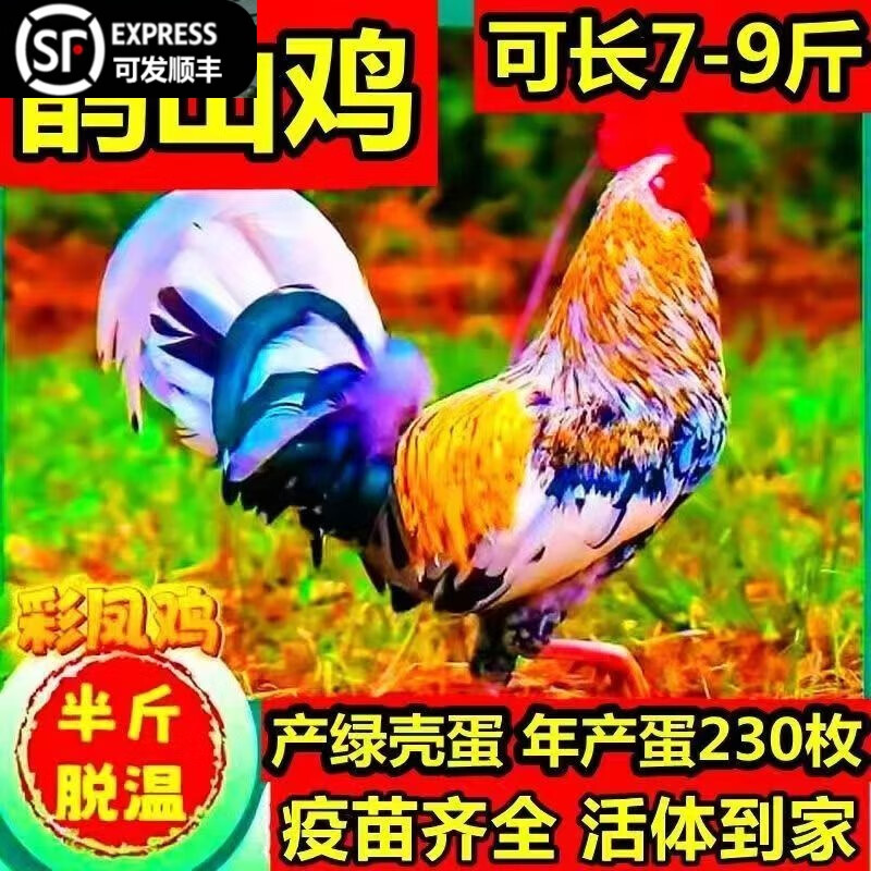 明天發(fā)貨半斤鵲山雞鵲山青年雞雞苗雞懷特五彩七彩小雞脫溫 1斤左右七彩鵲山雞【疫苗齊全6只 可以選公母
