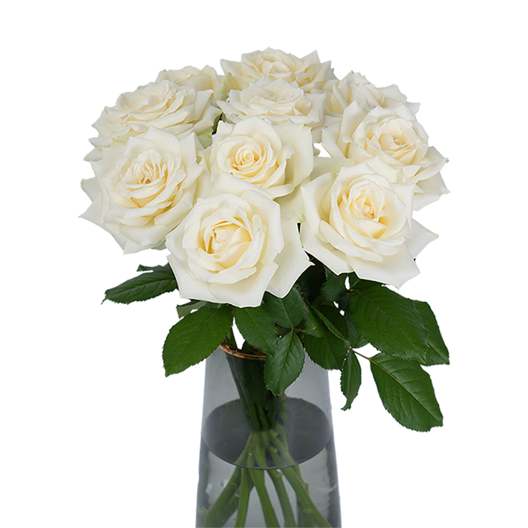 �����ʻ�õ�廨�ʻ������ɫƷ��10֦ɽ��������Ů�������˽�Դͷֱ��