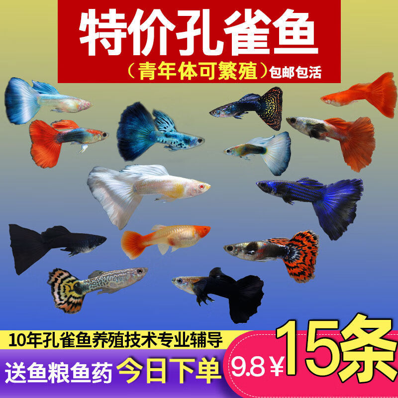 宠小侠纯种孔雀鱼观赏鱼好养耐活淡水小型鱼热带鱼凤尾热带鱼小鱼苗 练手孔雀2-3cm15条（10送5备损）