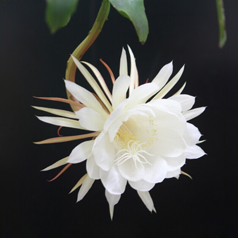 昙花苗桌面阳台盆栽绿植花卉昙花苗俗称月下美人 白色昙花 3年苗