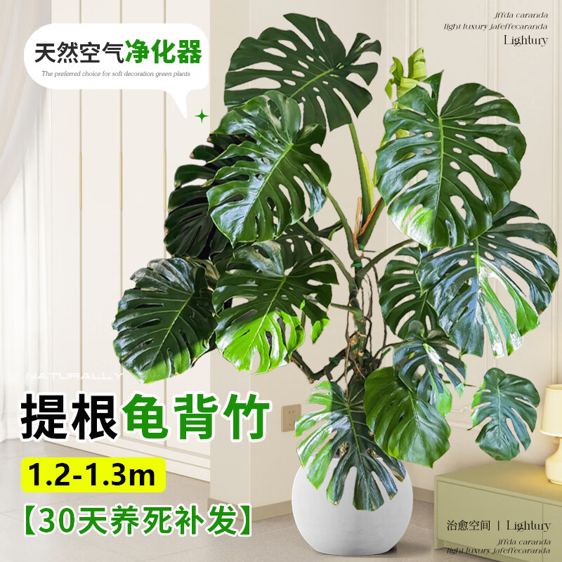 臨雅的花園大型提根龜背竹客廳大盆栽室內(nèi)陽臺大葉老樁綠植物好養(yǎng)活落地盆景 大葉提根龜背竹1.2-1.3+圓球盆