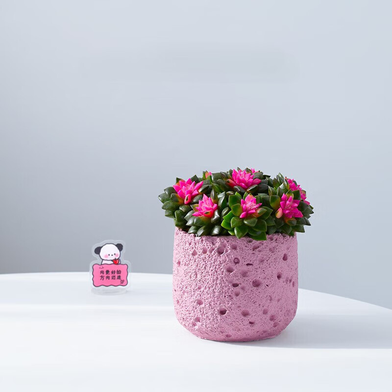 �����ܴ�ѩ֮�ɽ�����ֲ�����԰칫��������̨���������ÿ��Ķ������ ��������(��)+��ѩ֮�� �����Ժ�