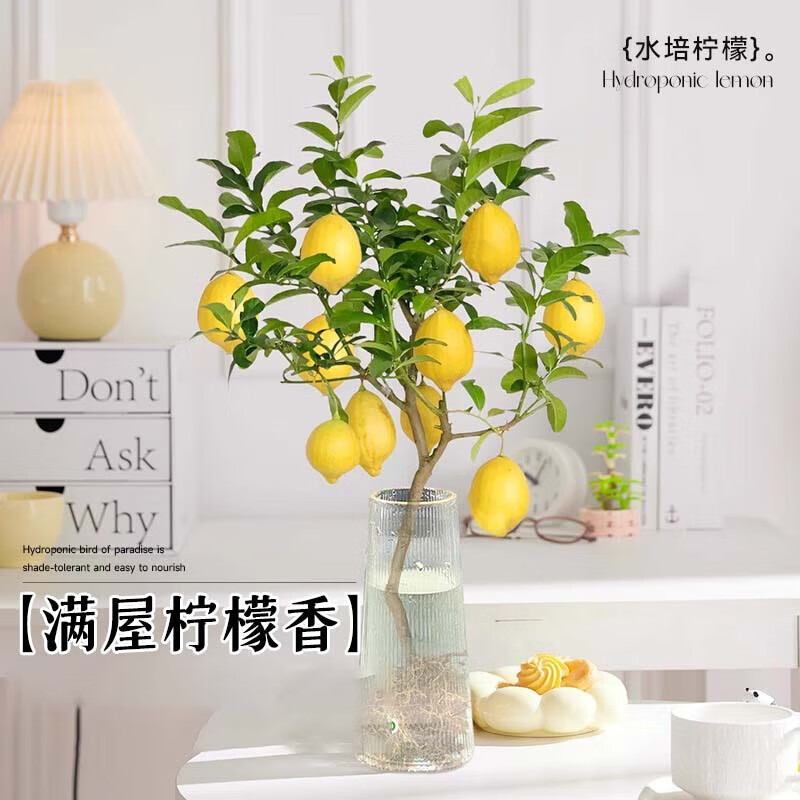 ���ڲ���������ˮ��ֲ����ˮ���������Ի������ڻ���ʳ�ð칫�������ﶬ������ֲ ����ֲ��-��ˮ����40cm1��+Ӫ��Һ