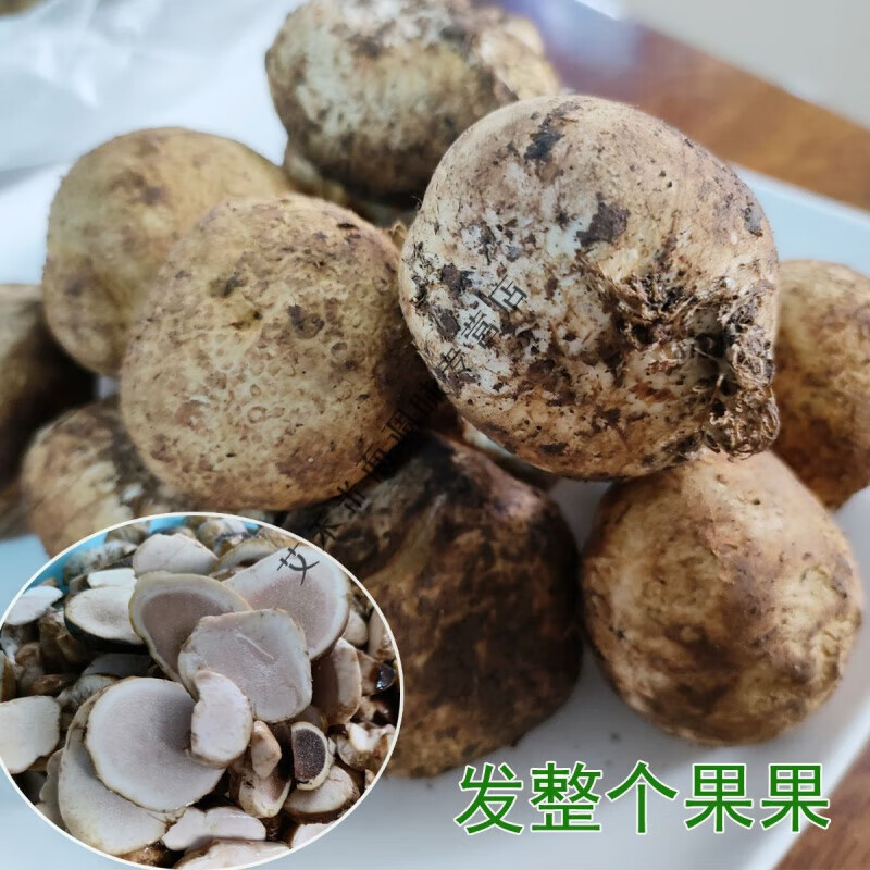 食怀云南特产普洱新鲜食用嘢生菌马屁泡马皮泡生食山珍