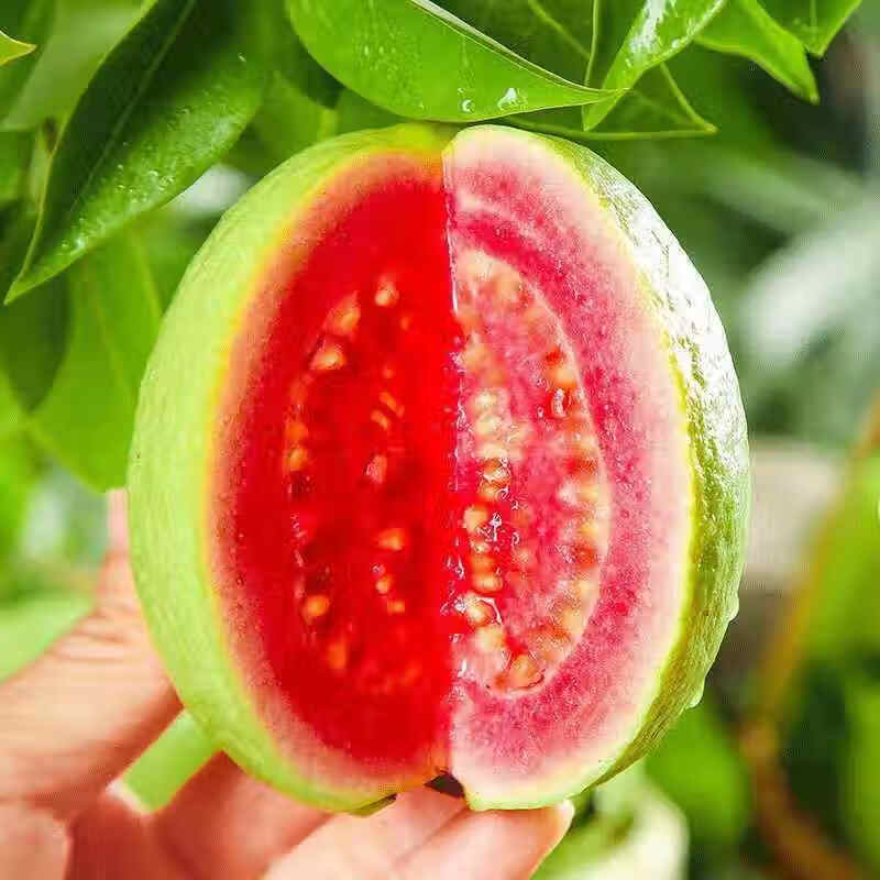 颜小荭芭乐双拼软糯奶油芭乐脆口红白心双拼芭乐组合新鲜水果当季番石榴 2.8-3斤红心芭乐（实惠装）