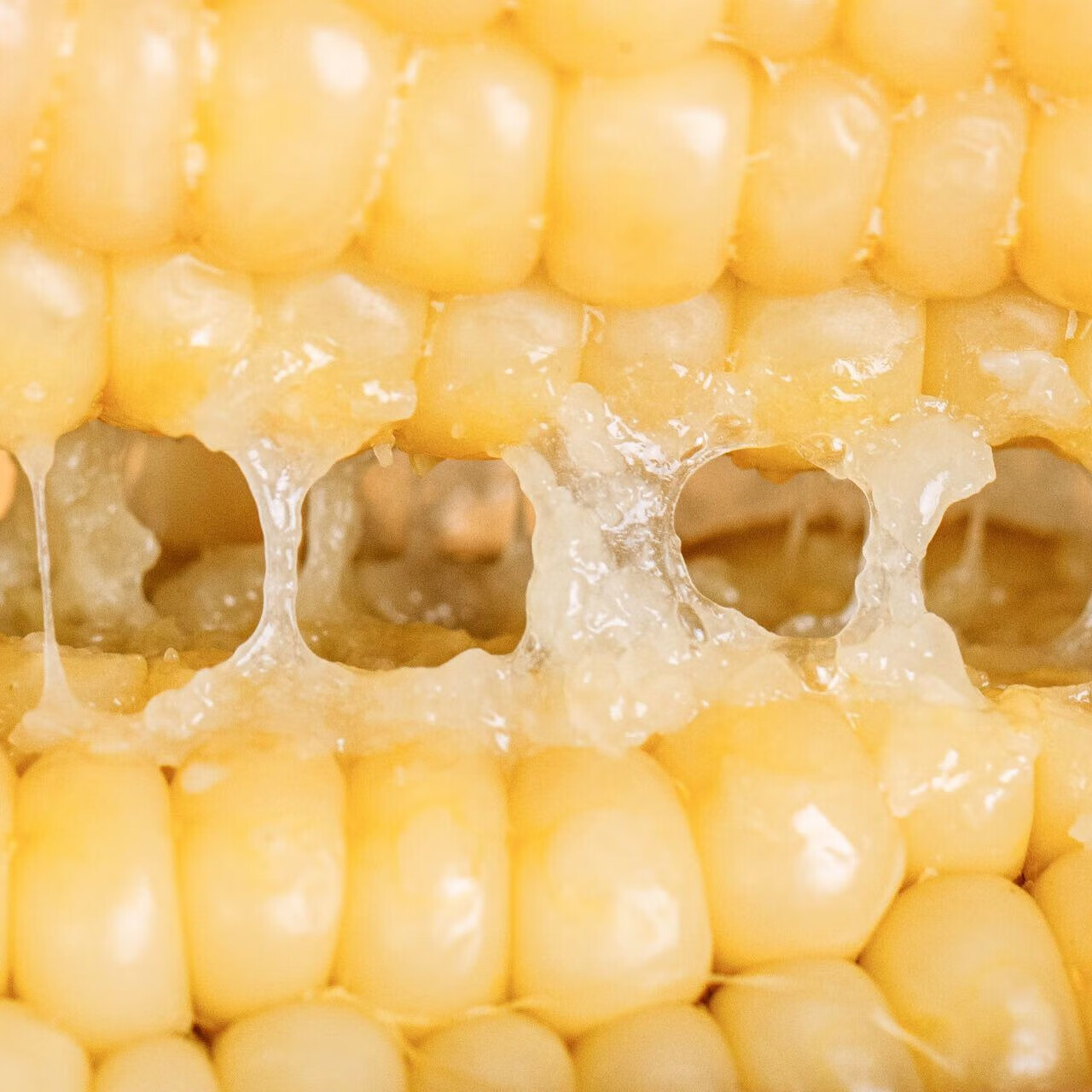 拾山走云南西双版纳甜糯小玉米四季鲜食0添加真空锁鲜非转基因饱腹感 糯小白甜糯小玉米 668克*2袋