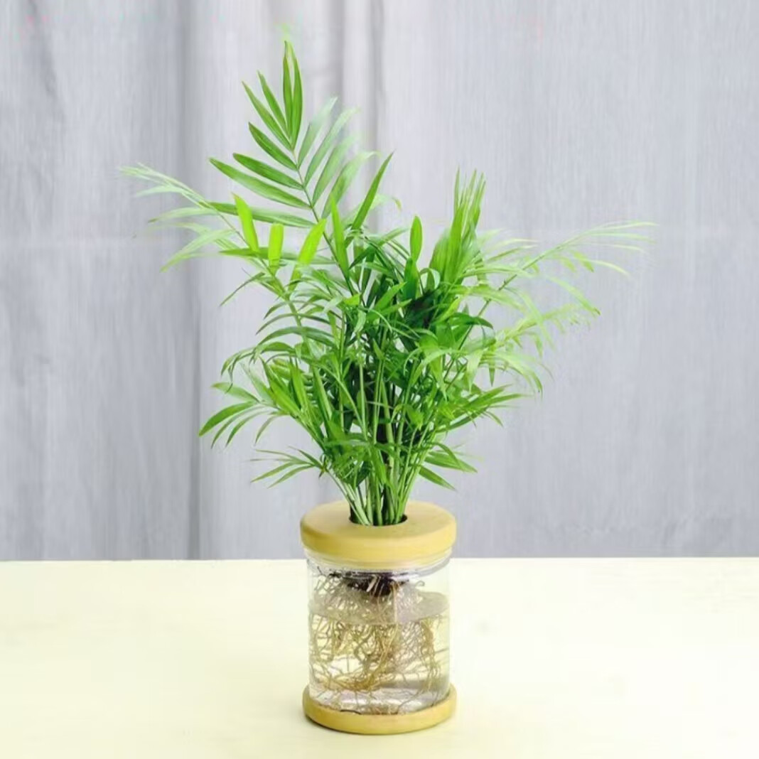 �ۻ�������һ��һ��ˮ������Ҭ����ֲ�칫�������ļ����ྻ������ֲ�� ��1��װ������Ҭ��+͸��ˮ����֬ƿ ����߶�Լ15-25cm