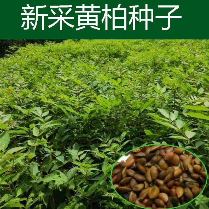 花草林木种子黄檗圆柏檗木黄菠萝籽川黄柏种子园林绿化林木树种子 黄柏种子一斤