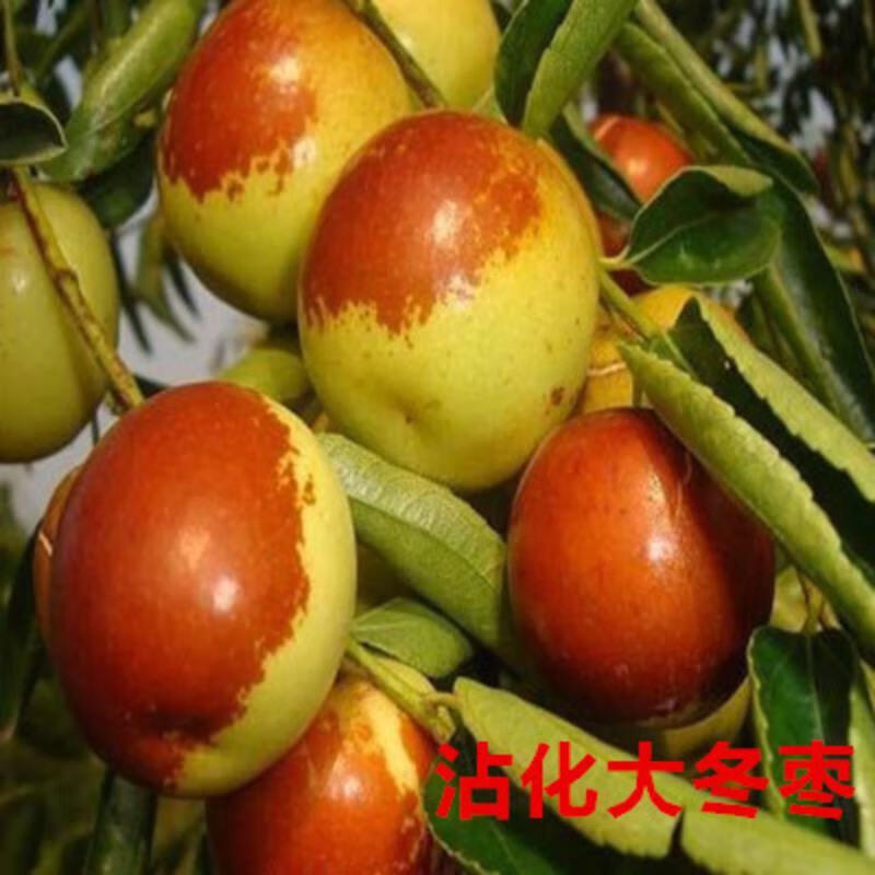 苗木在线历史价格查询|苗木价格历史