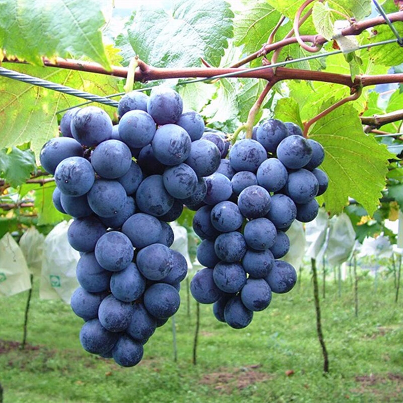 巨峰葡萄苗阳光玫瑰苗耐寒南北方阳台庭院种植盆地栽爬藤当年结果 1