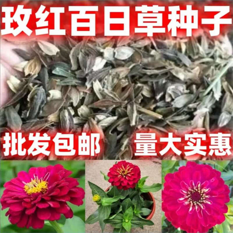 玫红百日草花种籽子玫红百日菊花籽四季开花易活种子庭院阳台易种 玫