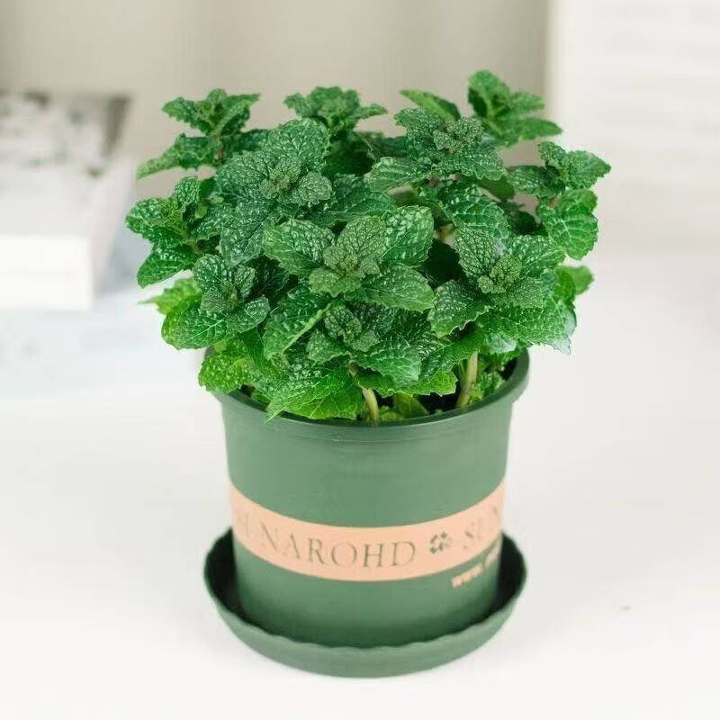 ��������ˮ�����ʱ���Ҷ�����Ե���������ֲ������������ֲ �������Դ�������