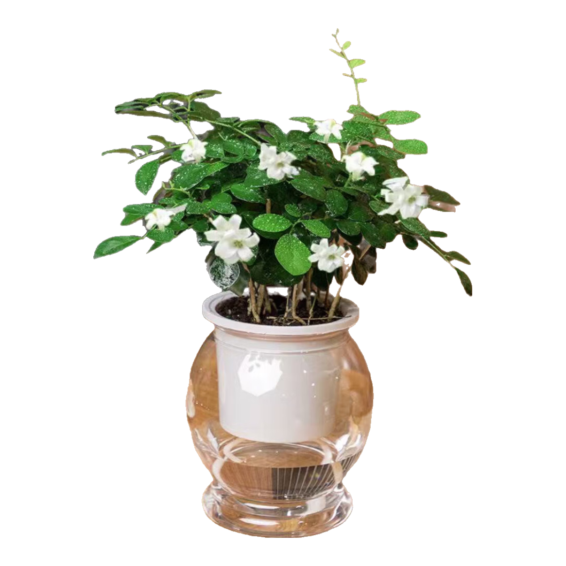 ߶15-20cmˮþҶںֲ +Զˮ衾1衿 ھԼΪ10cm7.07Ԫ