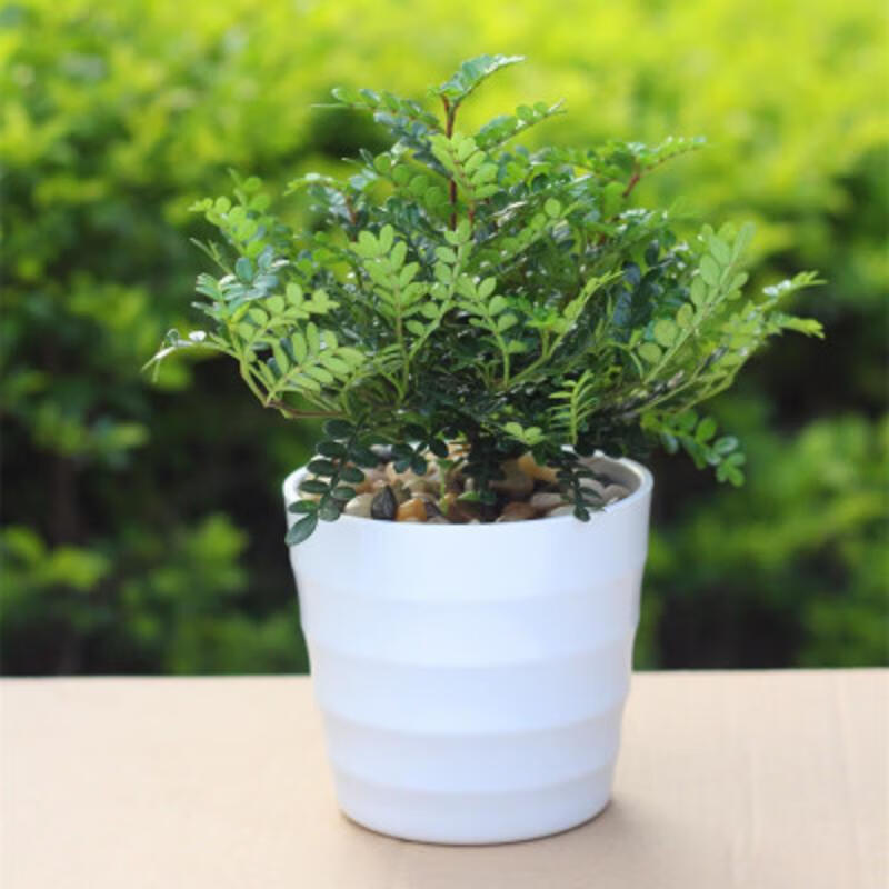 室内小盆栽 绿植花卉 清香木苗 大苗小苗 芳香植物 白色含盆