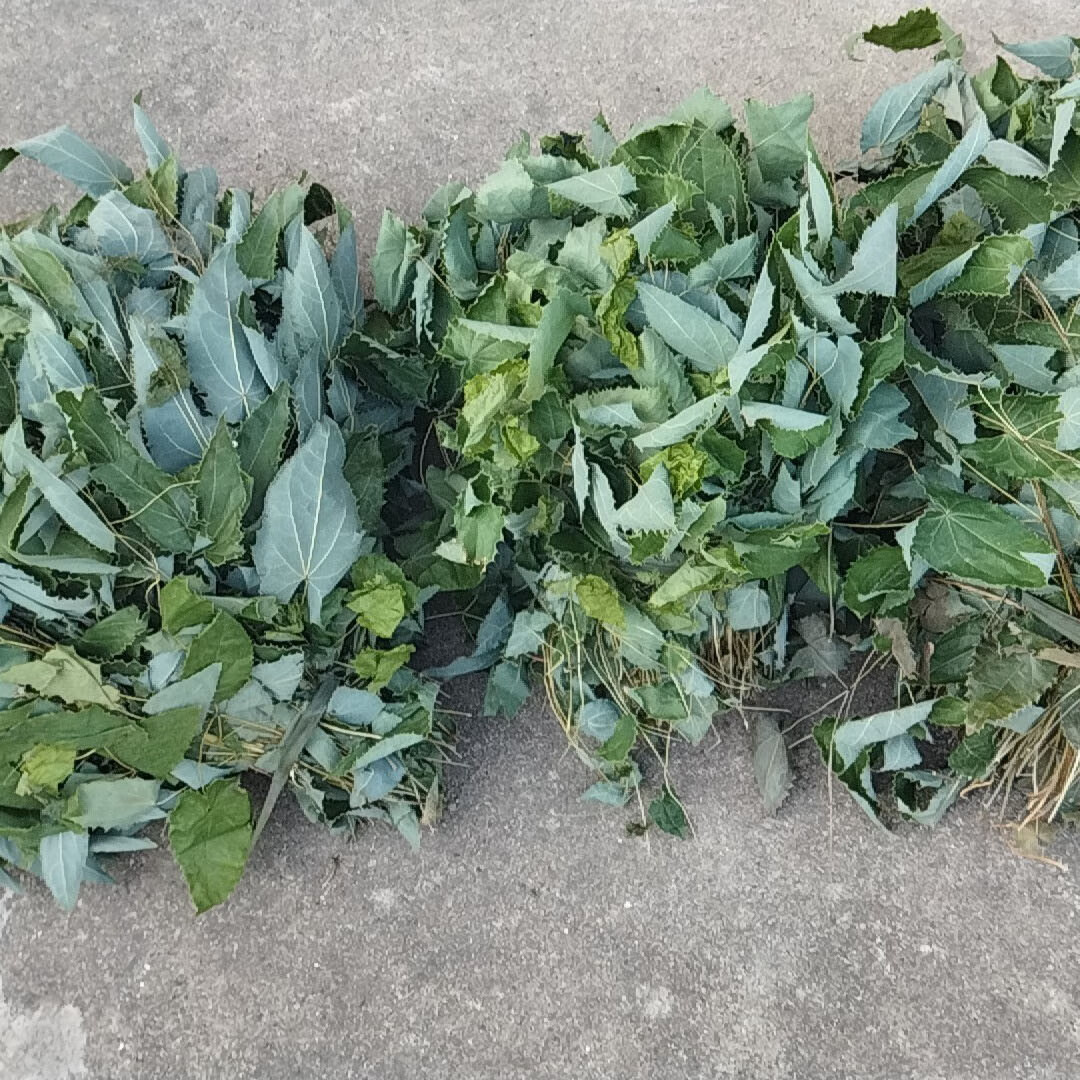 野生淫羊藿根中药材仙灵脾新鲜晒干淫羊霍根泡茶水正宗羊角叶根粉