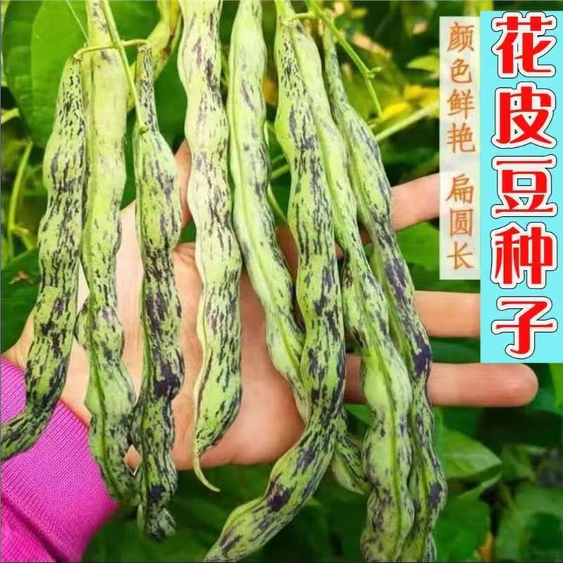 弯钩油豆种子 东北油豆角种子 开锅烂圆油豆挤豆蔬菜种子按斤销售 弯钩油豆种子 【半斤】