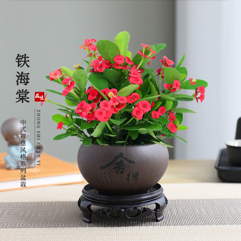 開時果鐵海棠盆栽帶花發(fā)貨虎刺梅四季開花卉室內(nèi)小綠植陽臺花卉植物盆景 鐵海棠(舍得紫砂盆+圓底托)