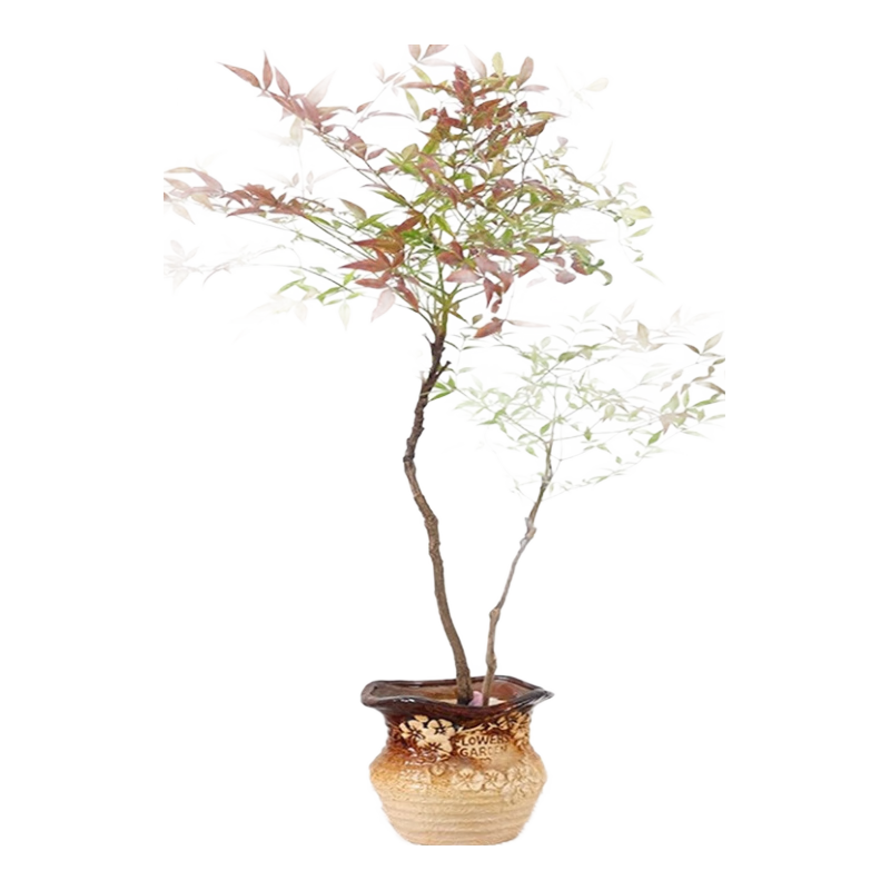 ˮ��ֲ������������ˮ�����ڸ�������ֲ��������ľ���������辰 40-50cm+50-60cm���굥��ֲ�� 59.8Ԫ